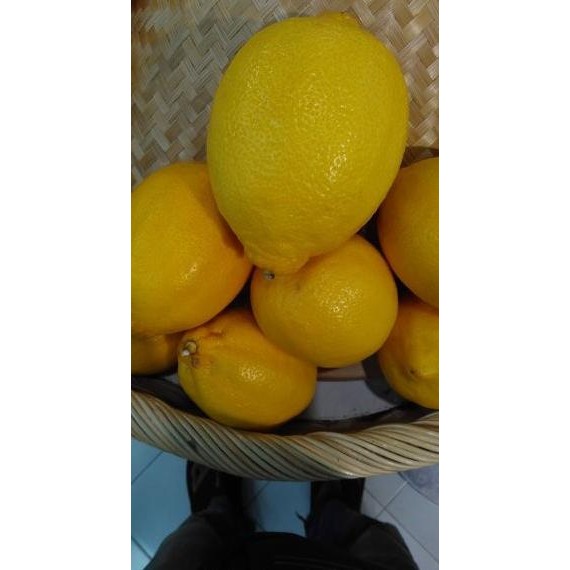 

Bibit tanaman buah jeruk lemon jumbo