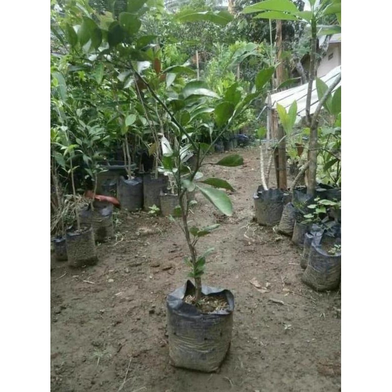

Bibit Tanaman buah Jeruk Mandarin super MANTEP