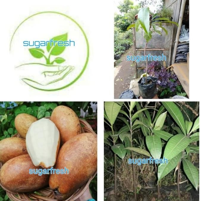 bibit tanaman buah Kemang/pohon buah kemang MANTEP