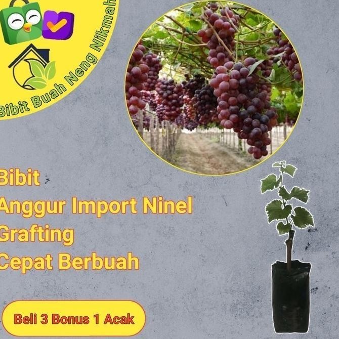 

Bibit Tanaman Buah Anggur Import Ninel cepat berbuah MANTEP