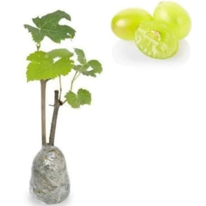 

Bibit Tanaman Buah Anggur Hij Green Jumbo Tanpa Biji EE15 MANTEP