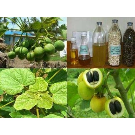 Bibit Biji Buah Tanaman Pohon Jarak Pagar Jatropha Curcas MANTEP