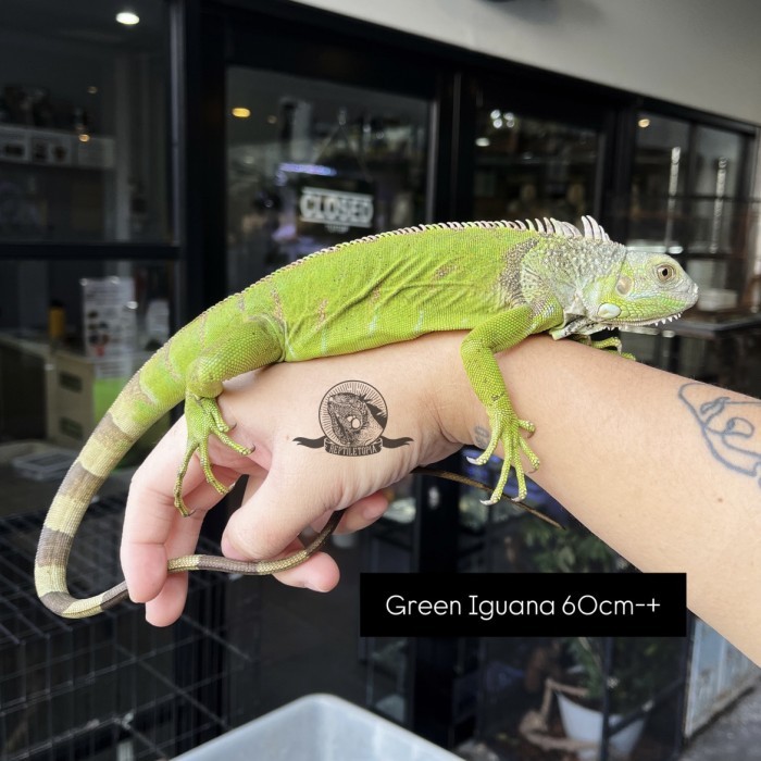 Green Iguana possible double het blue albino - bukan tegu panana gecko Berkualitas