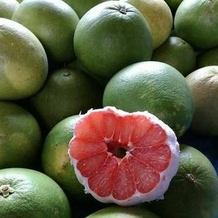 

Bibit Jeruk Bali Merah / Jeruk Pamelo - Harga Murah - Siap Tanam