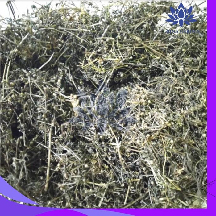 

RUMPUT MUTIARA KERING ASLI 100GR GRATIS ONGKIR