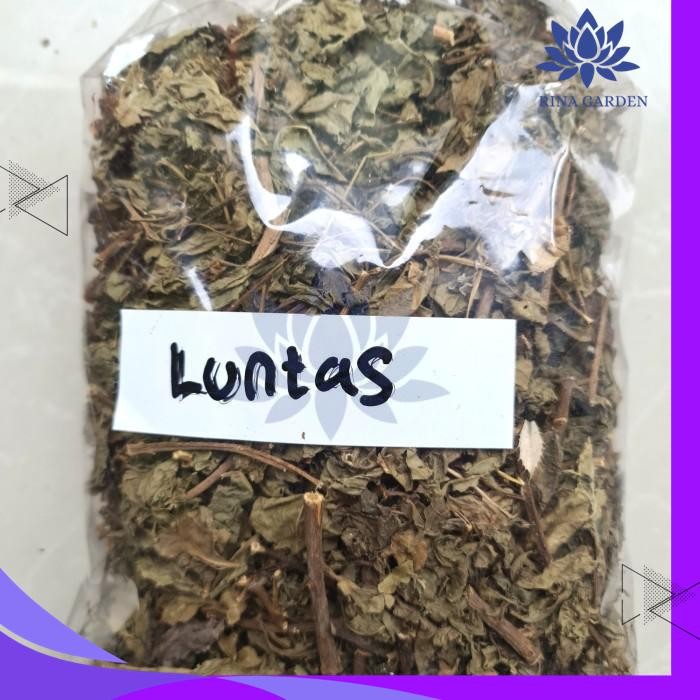 

DAUN BELUNTAS KERING 100GR - DAUN LUNTAS KERING KUALITAS TERBAIK