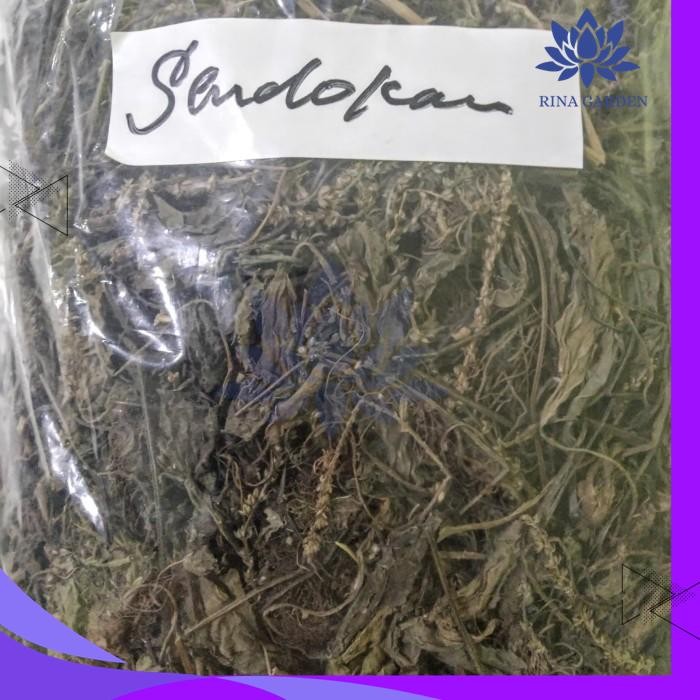 

DAUN SENDOK KERING 500GR - DAUN SENDOKAN - KI URAT PRODUK TERBAIK
