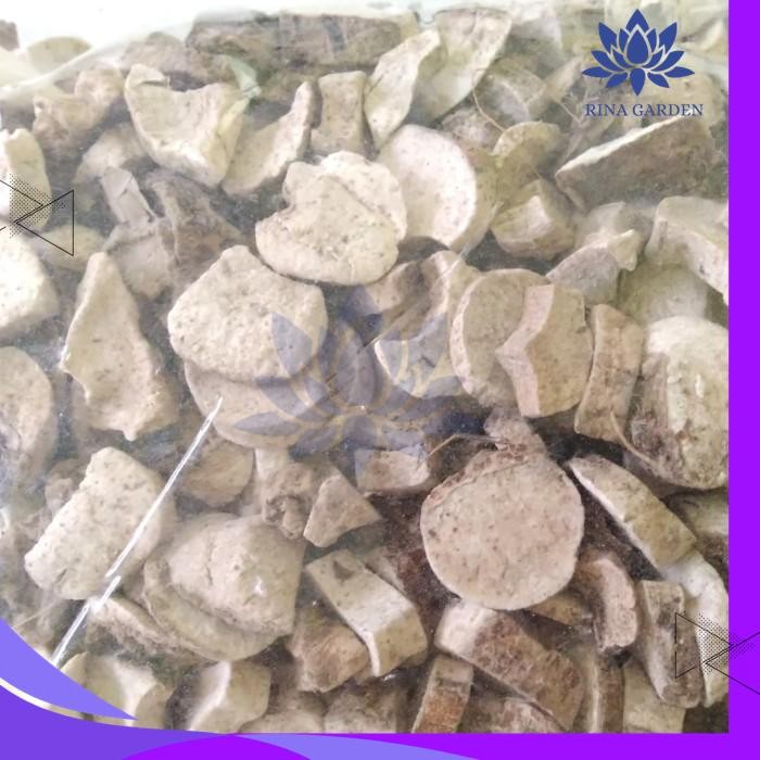 

KELADI TIKUS KERING 100GR GRATIS ONGKIR