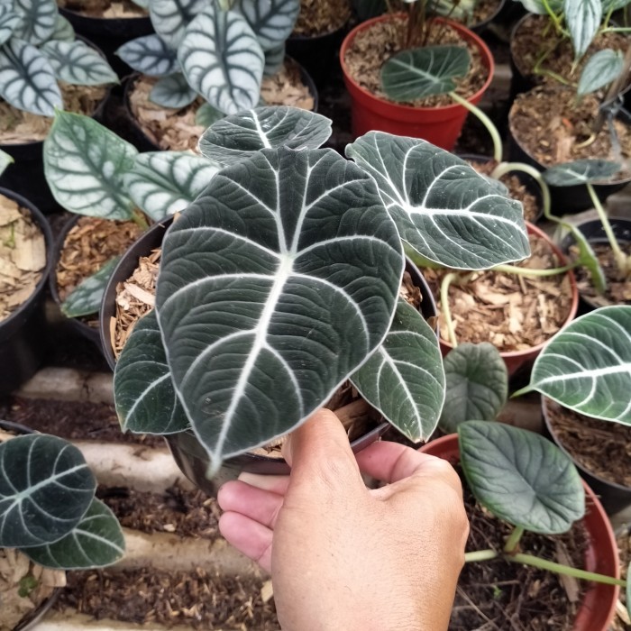 Tanaman Alocasia Black Velvet Ninja/Pohon Alocasia Black Velvet Ninja -Gratisongkir