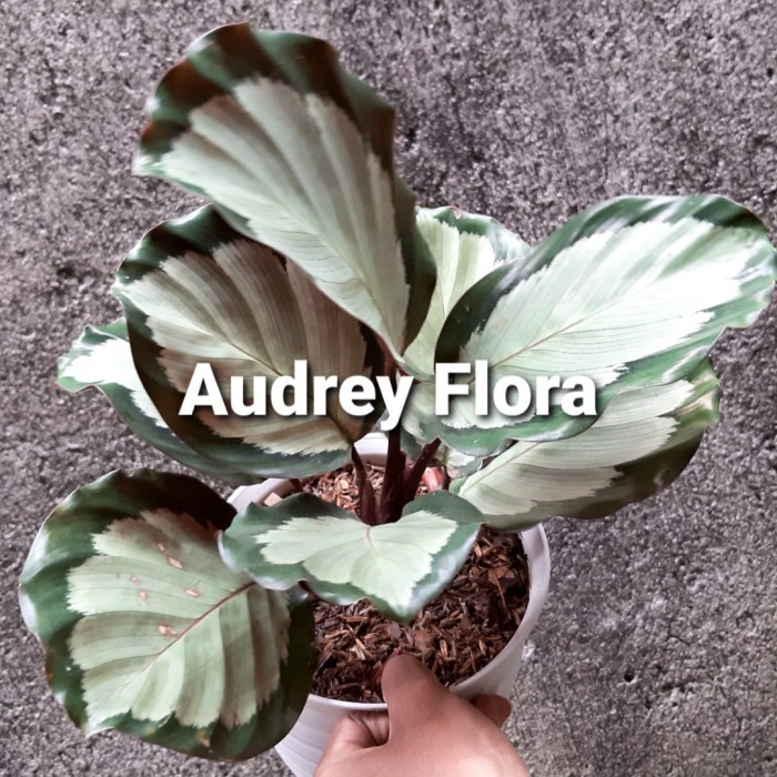 Tanaman Hias Calathea Corona - Calathea Corona -Gratisongkir