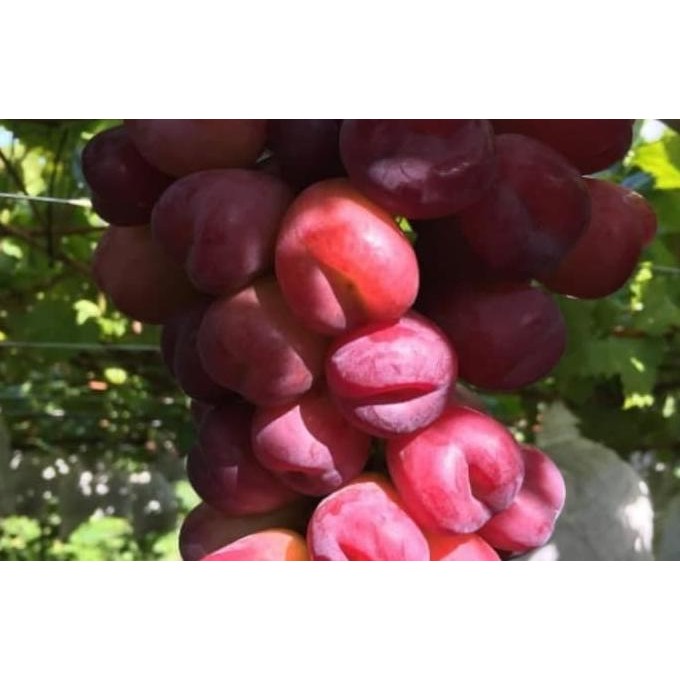 

BIBIT ANGGUR IMPORT MY HEART