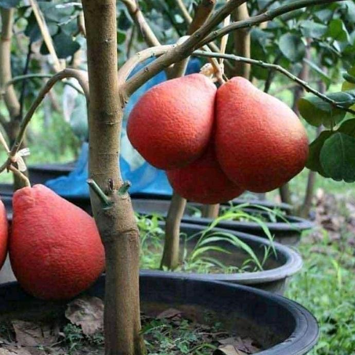 

Bibit Jeruk Red Pamelo Asli Produk Sendiri