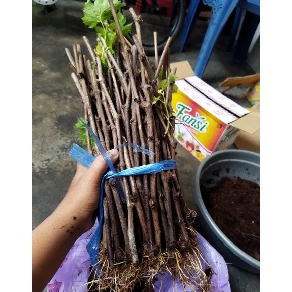 cutting anggur alfonso sudah berakar