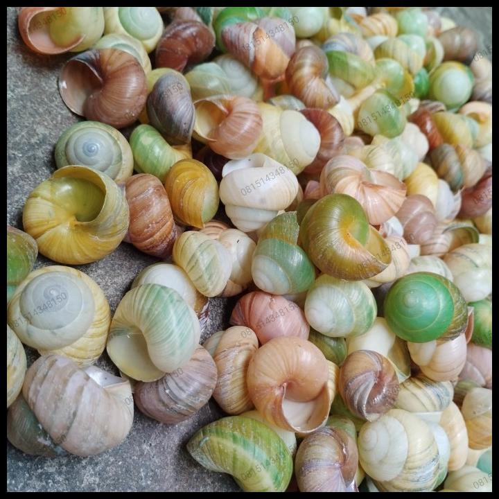 

DISKON CANGKANG KERANG KEONG SNAIL DARAT
