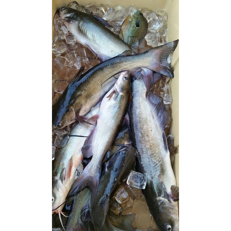 

Ikan patin hitam 500 gr