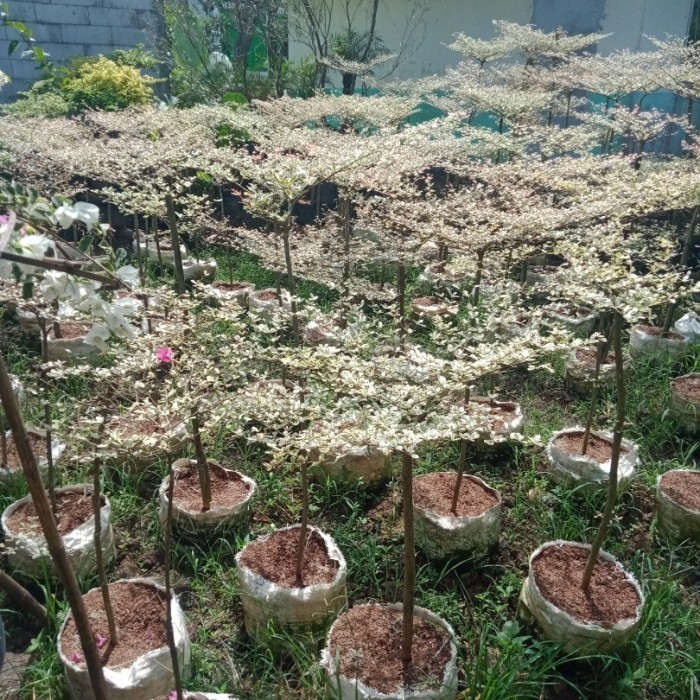 NEW Pohon ketapang kencana varigata 1 meter - Tananaman Ketapang Kencana