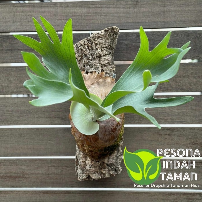 TERMURAH - Tanaman hias Platycerium hillii papuanum - tanaman platycerium hilli