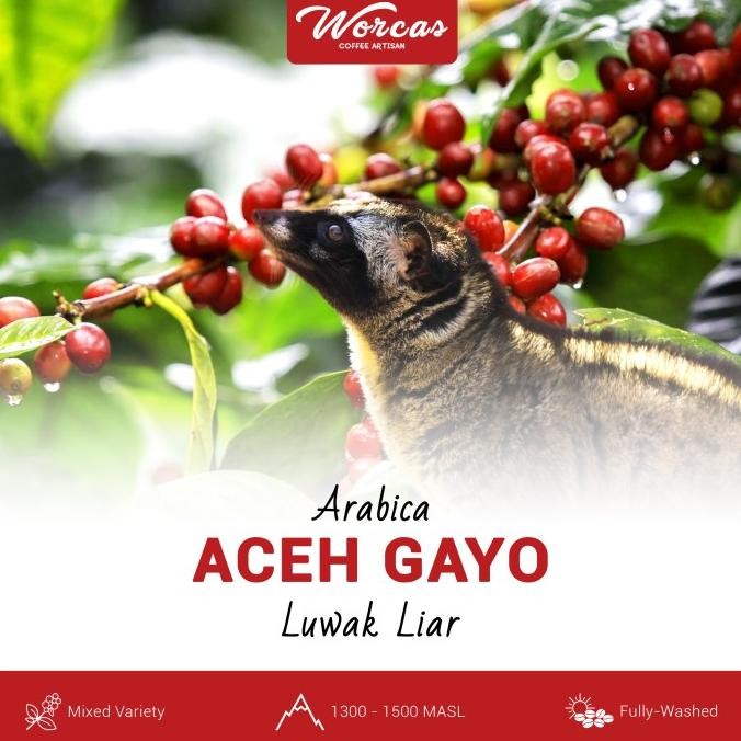 

Green Bean Arabica Luwak Liar Aceh Gayo 1Kg (Biji Kopi Mentah)