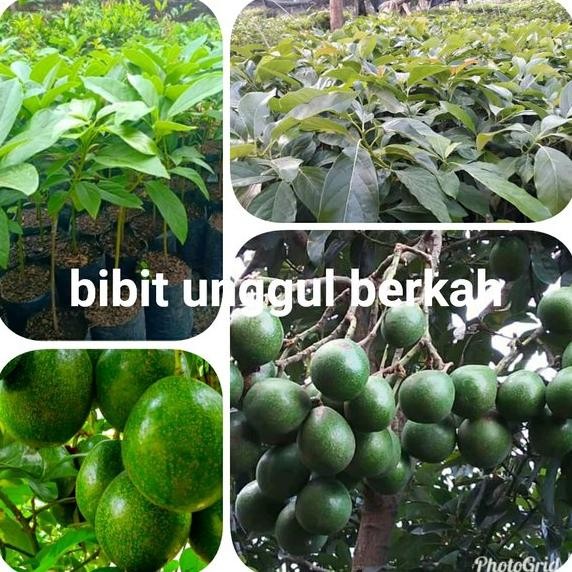 

alpukat Miki depok