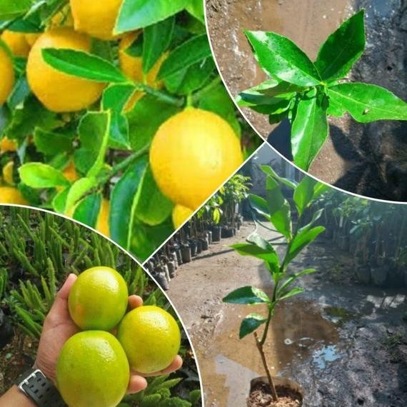 

bibit jeruk lemon California