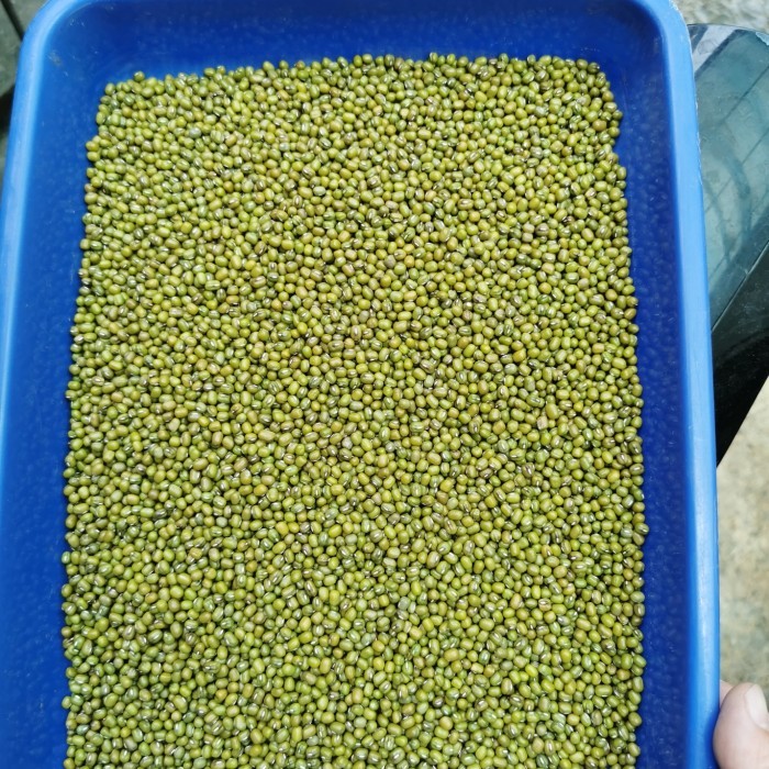 

EKSLUSIF Kacang Ijo Yulek Burma Super 1 kg / 1000gr