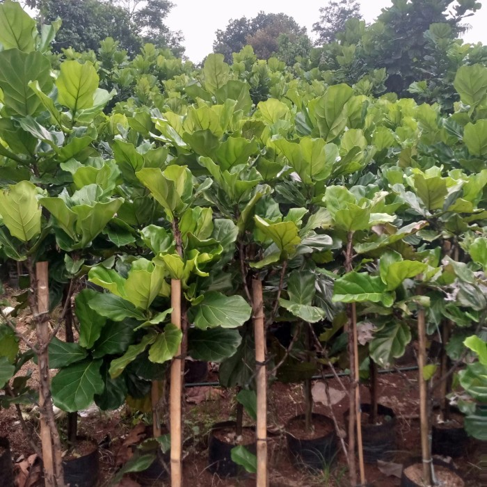 pohon ketapang biola tinggi 2 meter / tanaman ketapang biola 2 meter