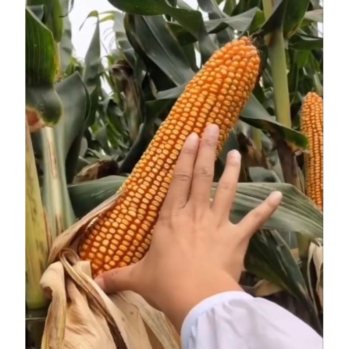 PROMO Benih Jagung Jepang Raksasa  JS