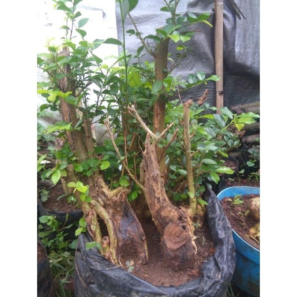 bahan bonsai serut berkarakter tua ukuran medium/selengan tangan