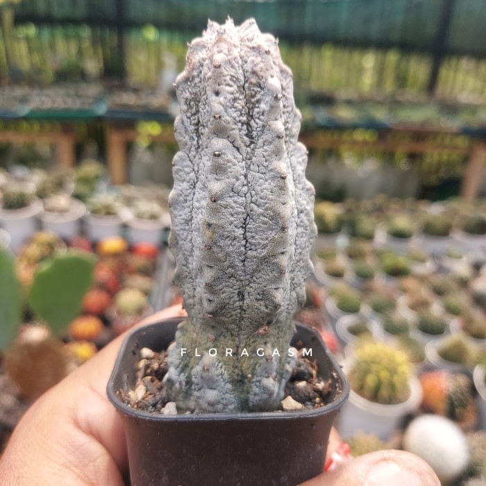 Euphorbia Abdelkuri