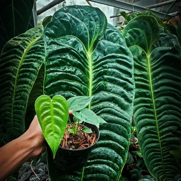 anthurium veitchii king ori