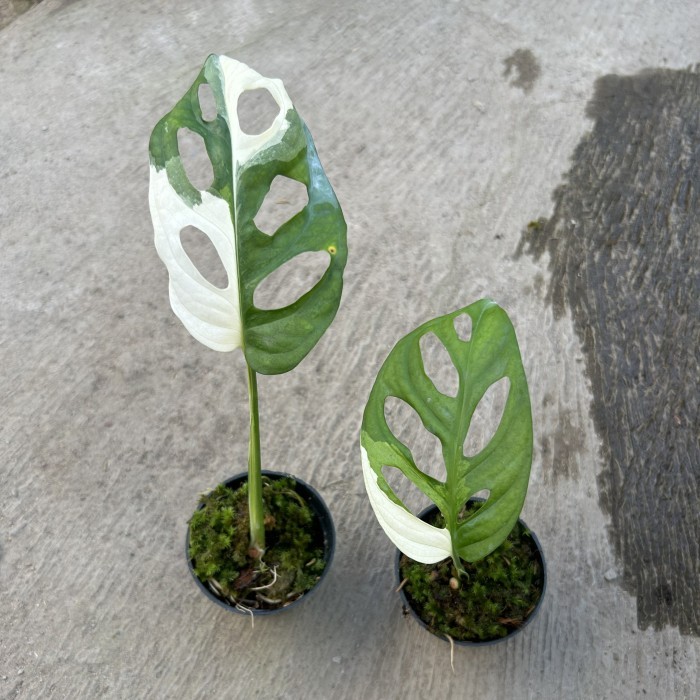 Monstera accuminata japan varigata 1 daun