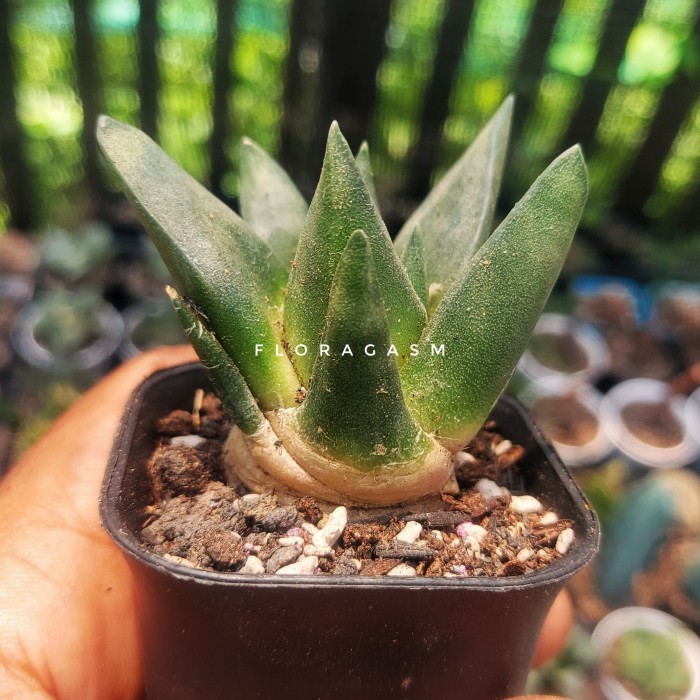 Ariocarpus Trigonus Seedling