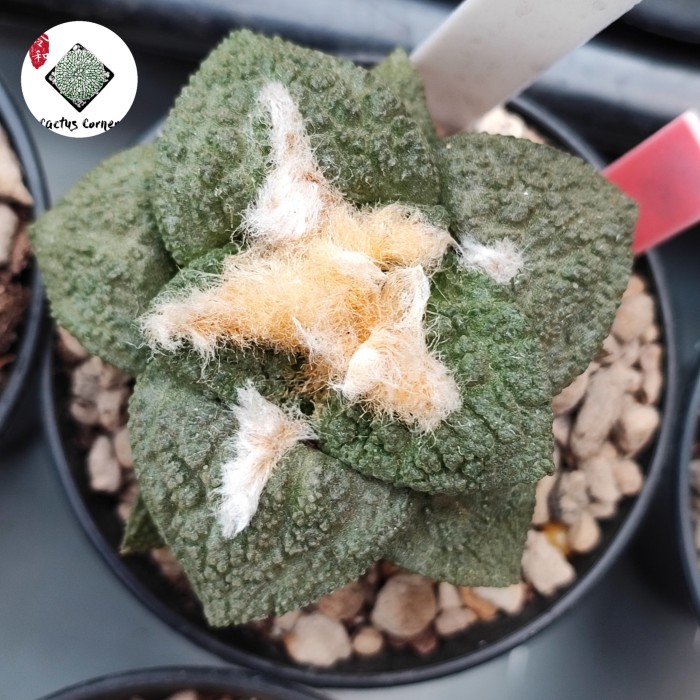 Kaktus Ariocarpus Fissuratus x Godzilla besar dari biji