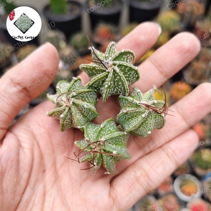 Kaktus Astrophytum Astro Capricorn Capricorne