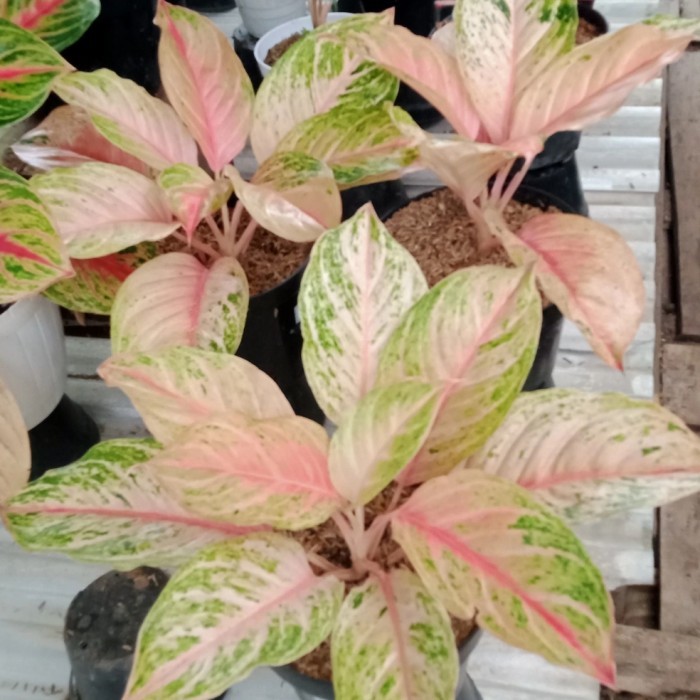 aglonema bidadari dewasa