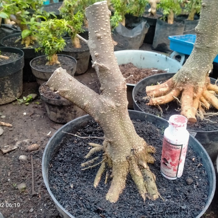 bahan bonsai anting putri dongkelan besar