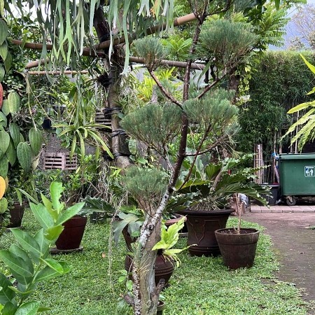 pohon cemara udang besar bahan bonsai