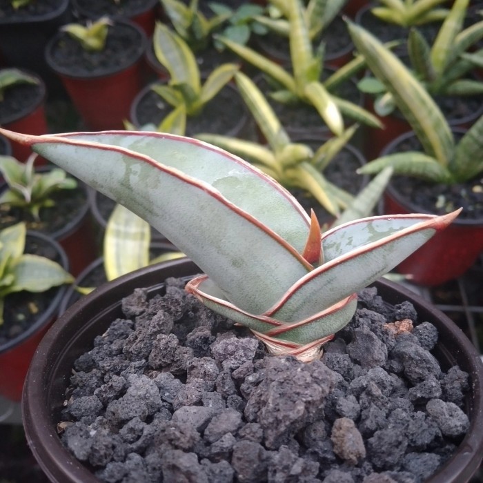 Sansevieria 'banana' 1