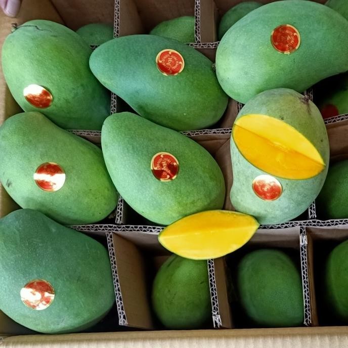 

mangga harum manis premium AHJAYA mango tua pohon 5kg KT7