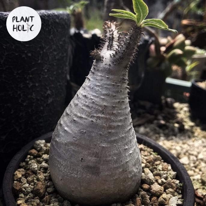 TERMURAH - Pachypodium Gracilius Caudex Pachy