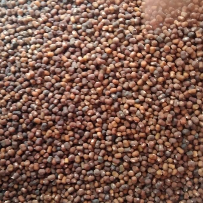 Benih Kacangan Penutup Tanah PJ (Prueraria Javanica)