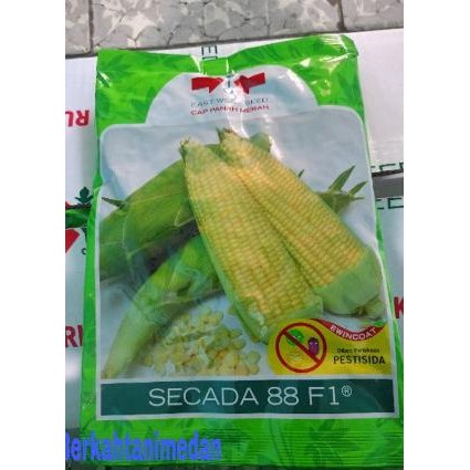 Benih jagung manis SECADA F1 1800 butir dari panah merah secada