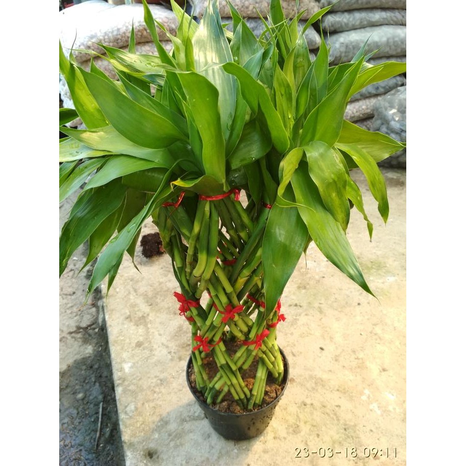 Bunga hias bambu sumber rejeki