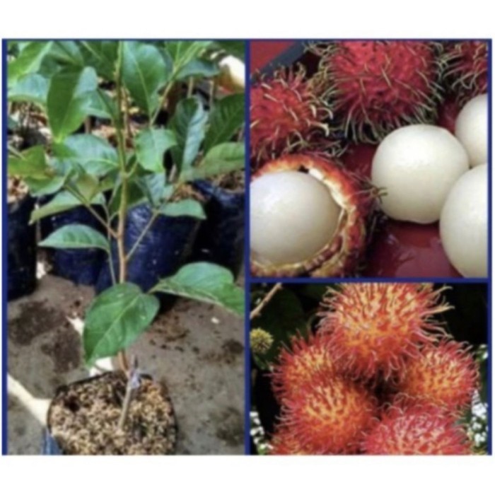 pohon buah rambutan sudah berbuah