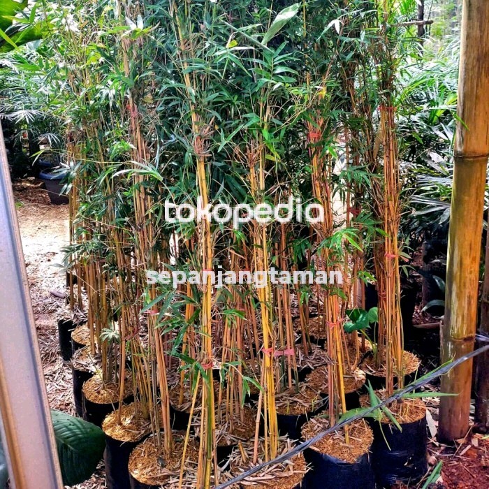 Tanaman Hias Bambu Klisik Kuning - Bambu Pagar Hias Kelisik Kuning