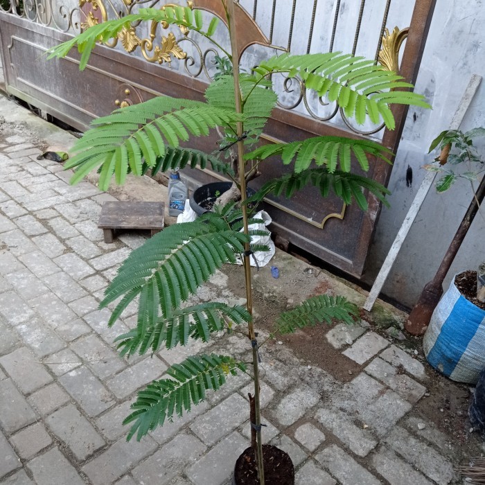 Tanaman petai, bibit tanaman petai padi