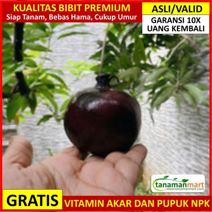 Bibit Delima Hitam Asli Bergaransi, Pohon Buah Cangkok Valid