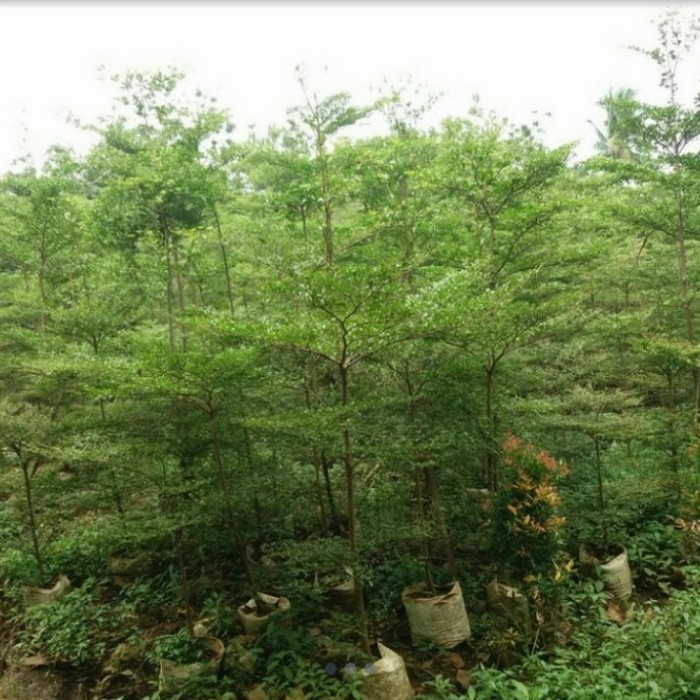 pohon ketapang kencana tinggi 2meter