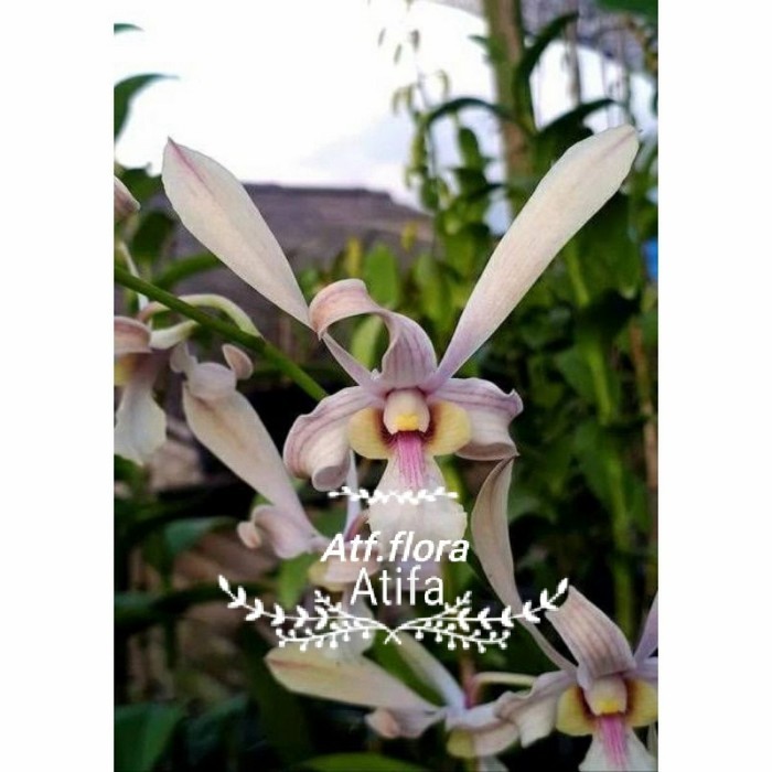 Anggrek Dendrobium kriting Capung.