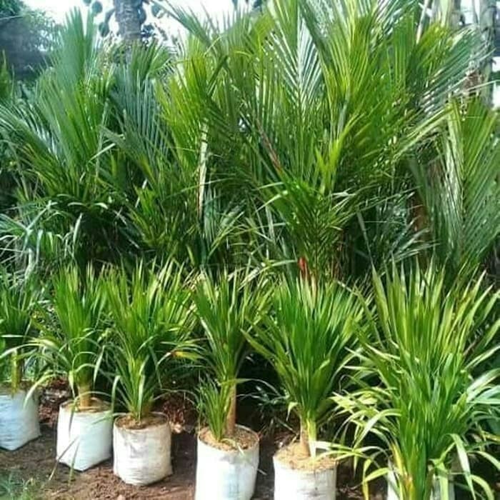 Tanaman hias pandan Bali 1 meter